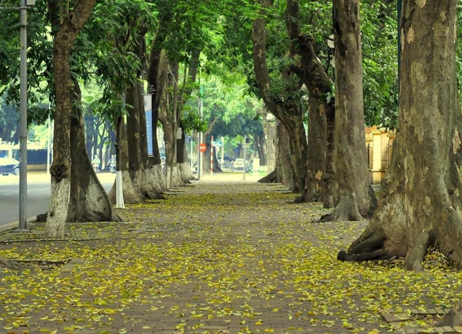 האנוי Da Tree Homestay מראה חיצוני תמונה